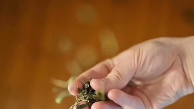 Китайский чай HYTON с мятой