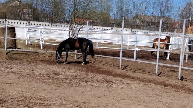 Продажа ахалтекинских лошадей.Sales of Akhal-Teke horses http://akhaltekellc.com