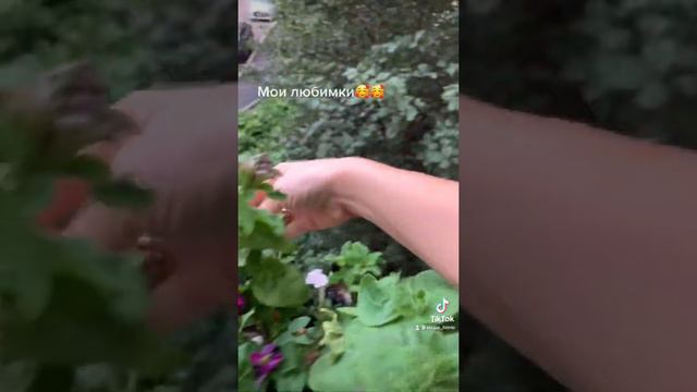 Мои цветы везде-люблю красоту#петунии#мойсад