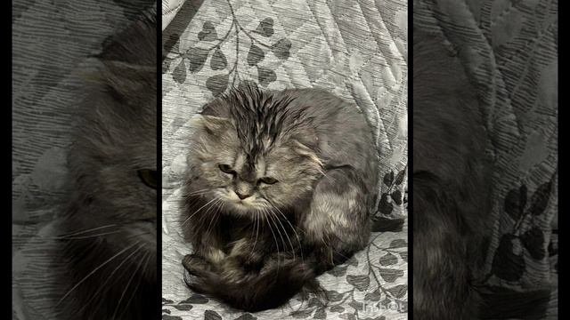 Милочка семейный архив