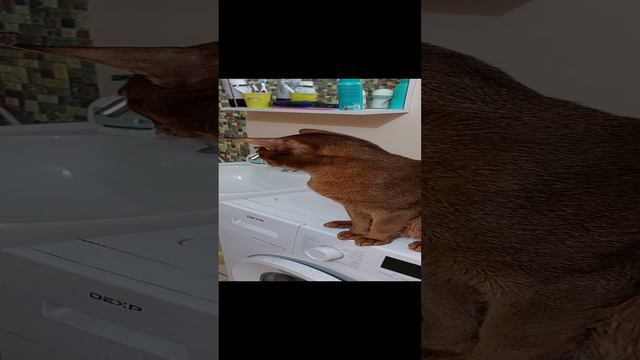 Котонадзор