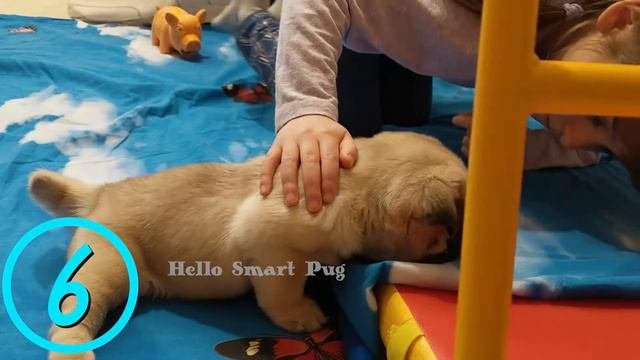 Cute Puppy Pug Does Funny And Amazing Things 2020. Learn Count From 10 To 1 With A Funny Puppy.