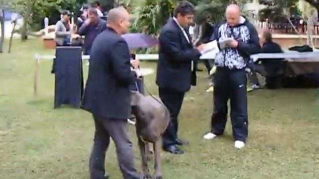 Немецкий Дог  DOGUE ALLEMAND  GREAT DANE  www.nemackedoge.com  "43"