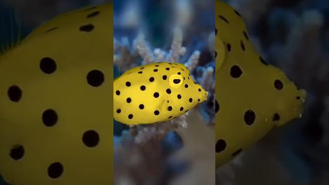 Удивительная и красивая рыбка-кузовок.