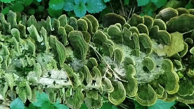 Редкий древесный гриб в лесу. Дикая природа