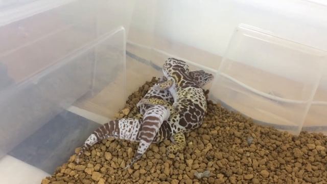 Eublepharis fuscus mating 2015