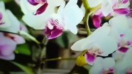 орхидея в банке отА доЯ все секреты
