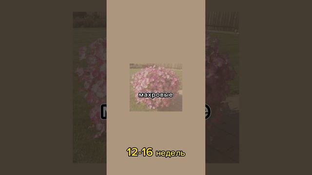 Когда сеять петунию? 🌸