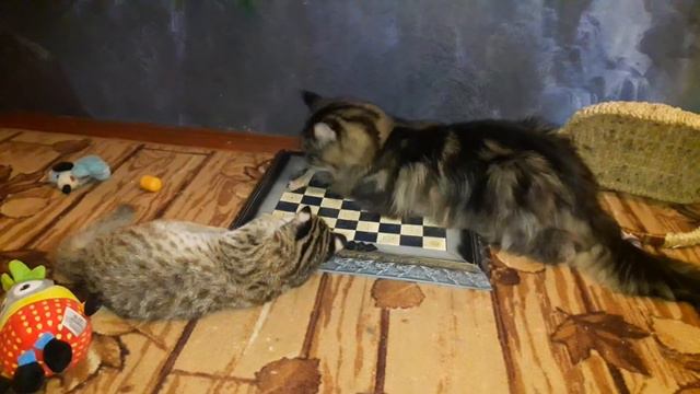 МЕЙН КУН ВОСПИТЫВАЕТ ДАЛЬНЕВОСТОЧНОГО КОТЁНКА