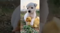 Too Cute to Handle: Baby Animal ?❤️