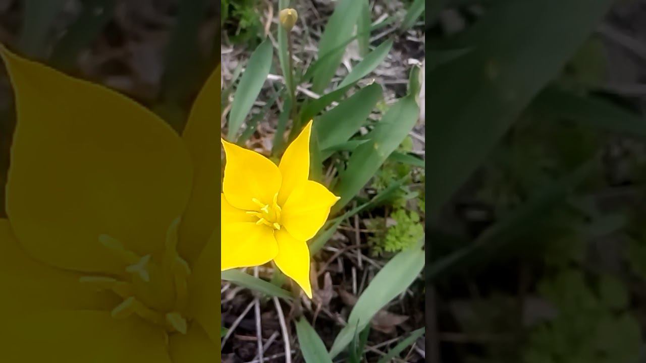 Interesting beautiful wild tulip 有趣的美丽野生郁金香 興味深い美しい野生のチューリップ 흥미롭고 Интересный красивый дикий тюльпан