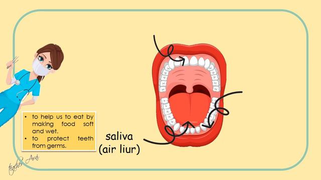 FACTS OF TEETH