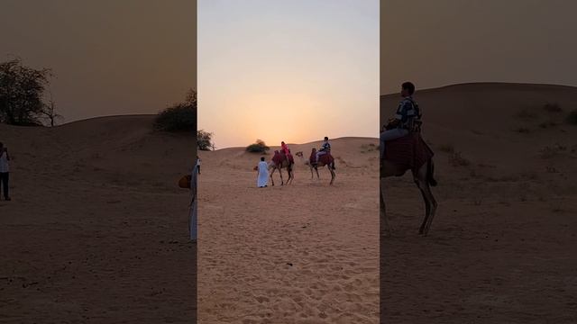 Верблюды в пустыне 🐫 ОАЭ 🇦🇪 #путешествие #оаэ #пустыня