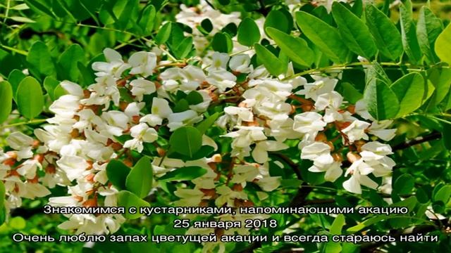 Записи с тегом 'акация'