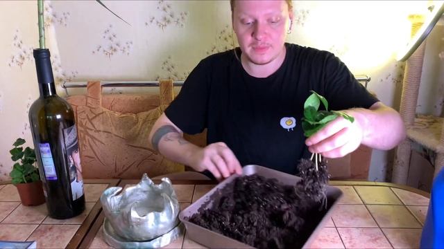 Цветочная новинка - кофейное дерево !