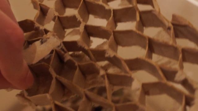 Блаберусы и мраморные тараканы