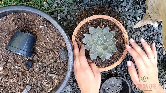Replantando Echeveria Mensa🥰