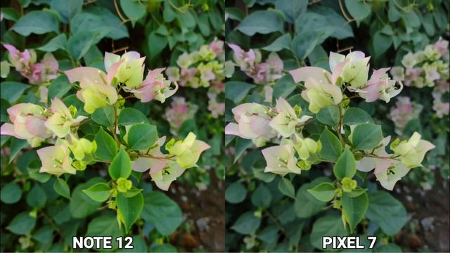 Xaiomi Redmi note 12 Vs Google Pixel 7 Camera Test