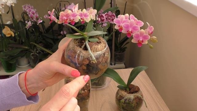 Нарастить корни орхидеям ЛЕГКО! Системный подход. Результат вдохновляет!