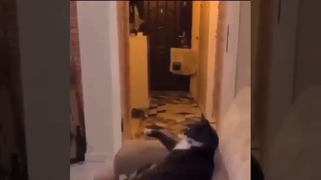 Дон Котлеоне ???