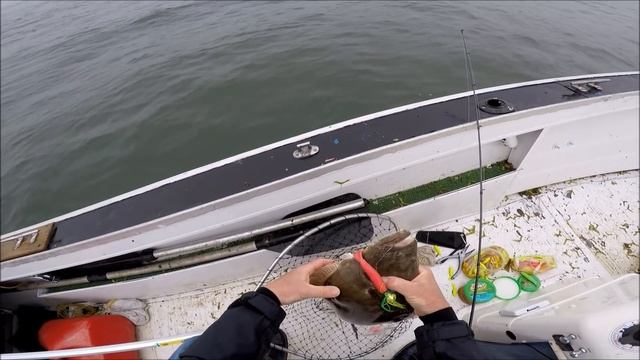 Large Gulp for Big Summer Flounder (Fluke)