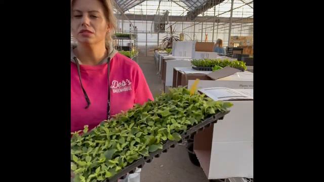 Unboxing Baby Plants #1 Spring 2022