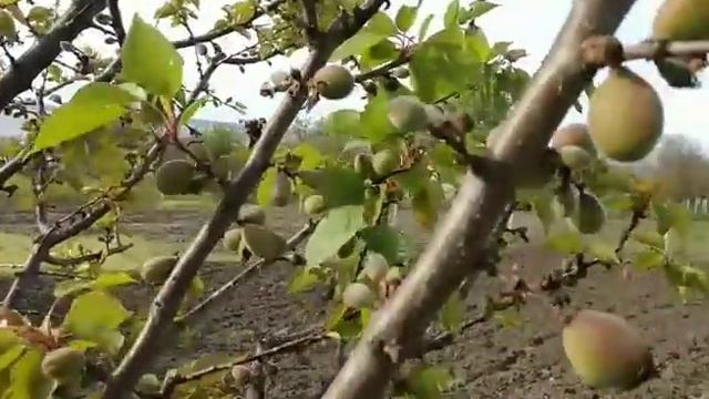 Які сорти абрикосу більші стійкі до моніліозу. Як пережили дощову погоду мої абрикоси.