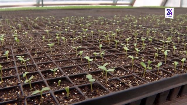 Весна здесь - в теплицах под Сургутом выращивают цветы для городских клумб