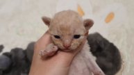 Котята Девон-Рекс. 01.11.2020г