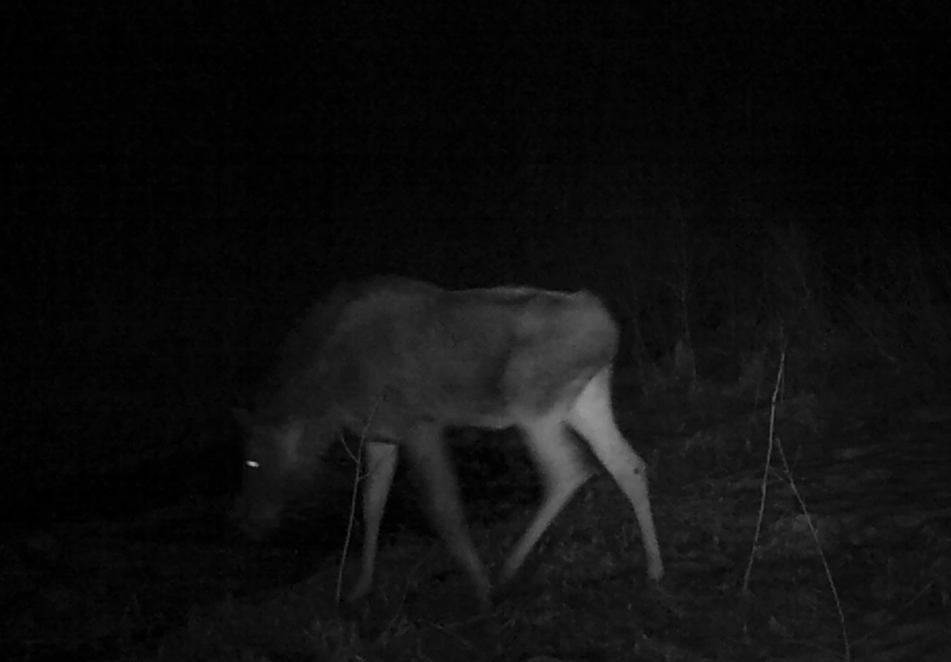 Ночная прогулка лося (22:55) в национальном парке «Койгородский»