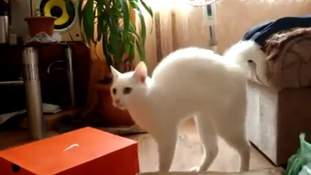 Кот ушел. Часть вторая. / Cat gone. Part two. (original)