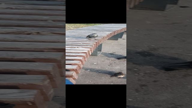 Птички на вокзале