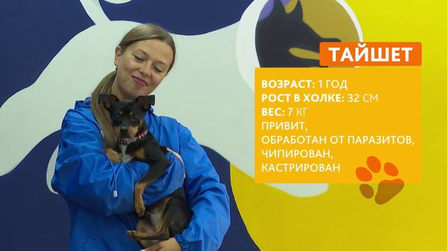 Маленькому Тайшету нашли хозяев в Красноярске