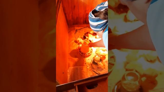 Цыплята бройлеры и доминант суточные.