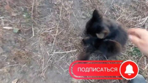 НАЧАЛИ УБИРАТЬ БУРЯКИ. КРОЛЬЧИХИ ЧЕГО ТО НЕ ОКРОЛЯЮТСЯ. 20.10.23