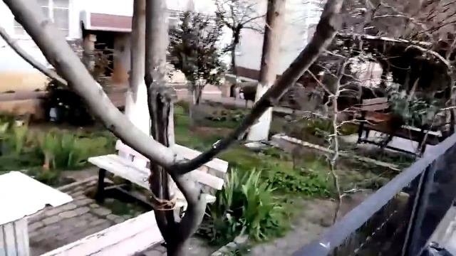 Турецкие КОТЫ
