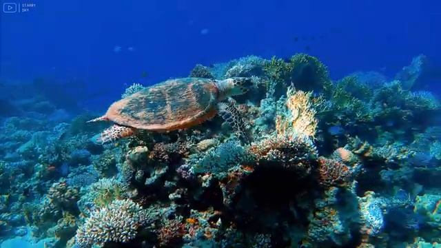 Amazing Underwater World - 4K Relaxation Video with Calming Music | Coral Reefs, Fish (4K VIDEO HD)