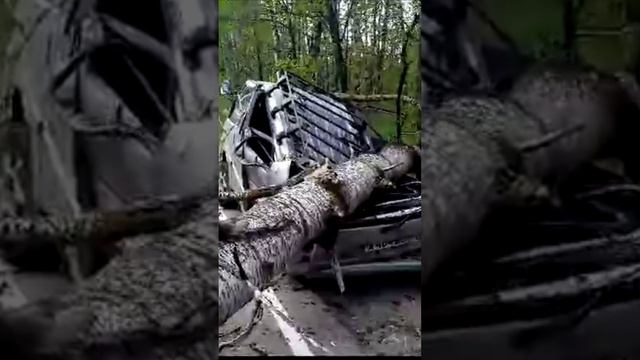 В Биробиджане упало дерево на автомобиль
