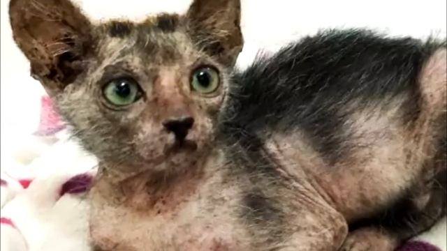 Дикая кошка родила лысеющего котёнка с седой щетиной, но когда тот стал подрастать,  все ахнули