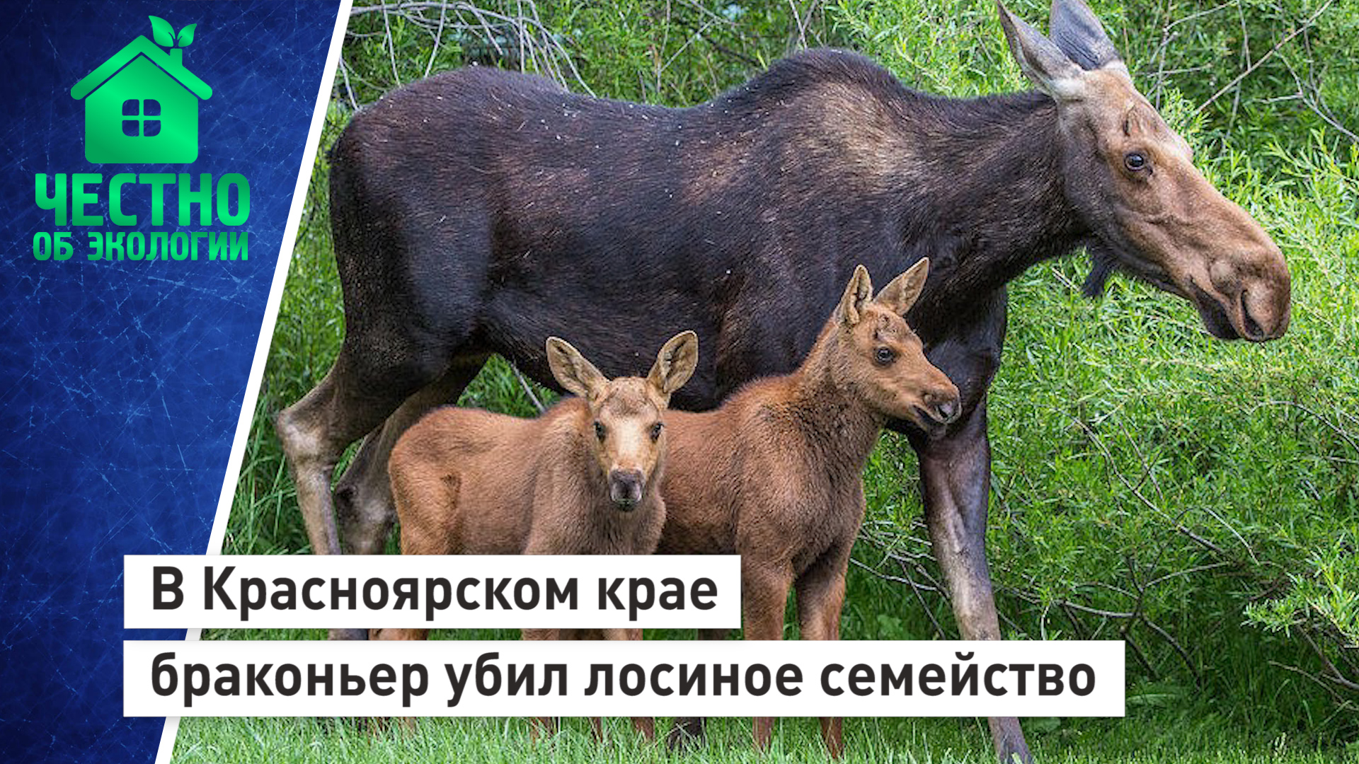 В Красноярском крае браконьер убил лосиное семейство.