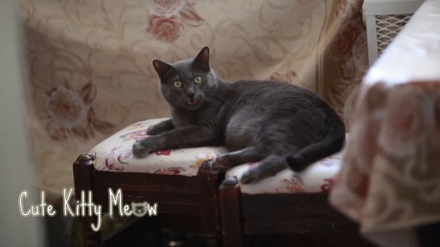 Сhatty Cat \ Болтливый Кот