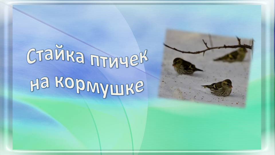 Залётная стайка птиц на кормушке