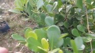 Mudas de Clusia Variegata e Verde Compre Já