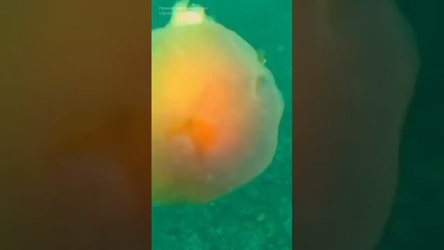 Гигантскую медузу засняли у берегов Приморья