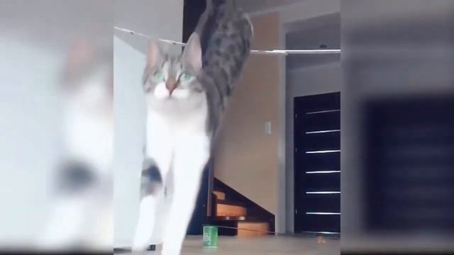 лучшее видео милых и забавных котят ...