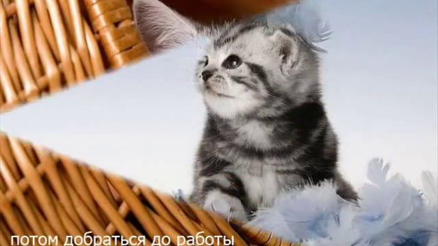кот-лопнул.mp4