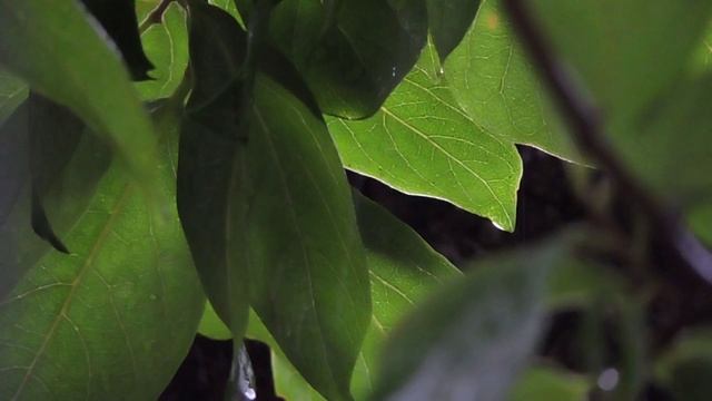 DSCN0569rain.mp4 Лето капли дождя звук дождя видео выложено и показано в информационных, учебных це