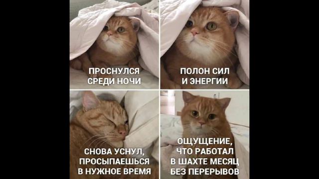 МЕМЫ ПРО КОТОВ ((( РЕШИЛ СФОТКАТЬ КОТА