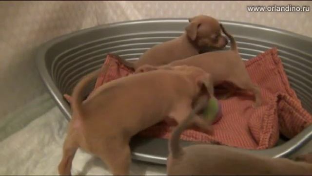 щенки той терьера, 4 нед. Питомник Орландино / russkiy toy puppies