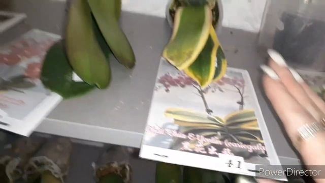 Орхидейный Склад опустел/Три тысячи Орхидей уехали по домам/Коротко что осталось/